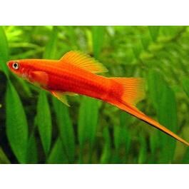 Меченосец (Xiphophorus helleri)