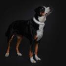 Ошейник HUNTER Collar Divo Reflect 45-55/L, Черный/серый