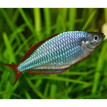Радужница Неоновая (Melanotaenia praecox)