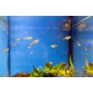 Тетра Пристелла GLO (Pristella maxillaris Glo)
