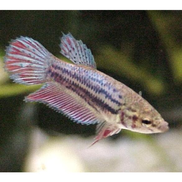 Петушок Самки 2,5-3,5см (Betta)