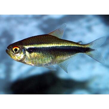 Неон Черный (Hyphessobrycon herbertaxelrodi)
