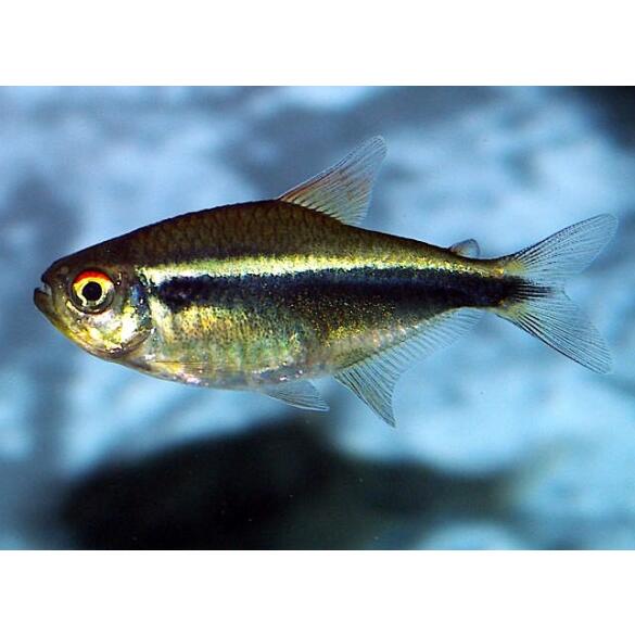 Неон Черный (Hyphessobrycon herbertaxelrodi)