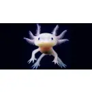 Аксоло́тль (Axolotl)