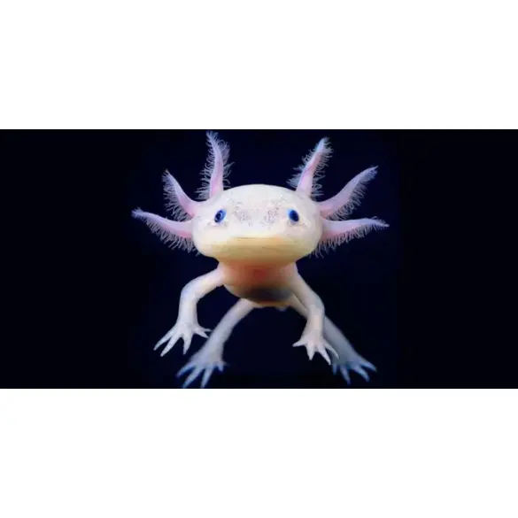 Аксоло́тль (Axolotl)