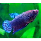 Петушок Самки 2,5-3,5см (Betta)