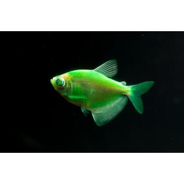 Тернеция Цветная Glo XL