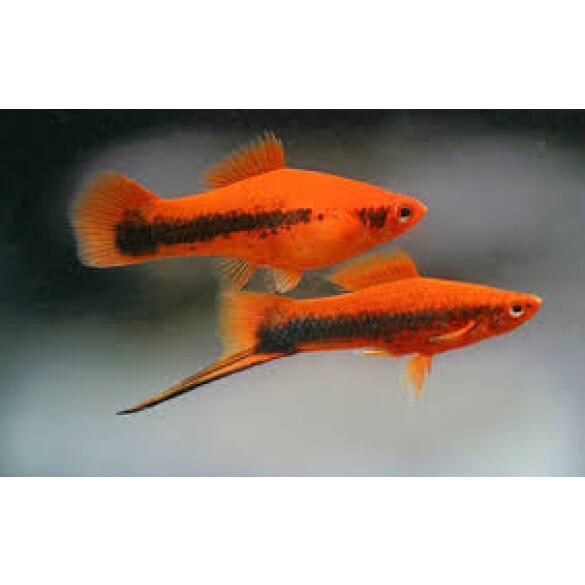 Меченосец (Xiphophorus helleri)