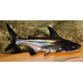 Сом Пангасиус (Pangasionodon hypophthalmus)