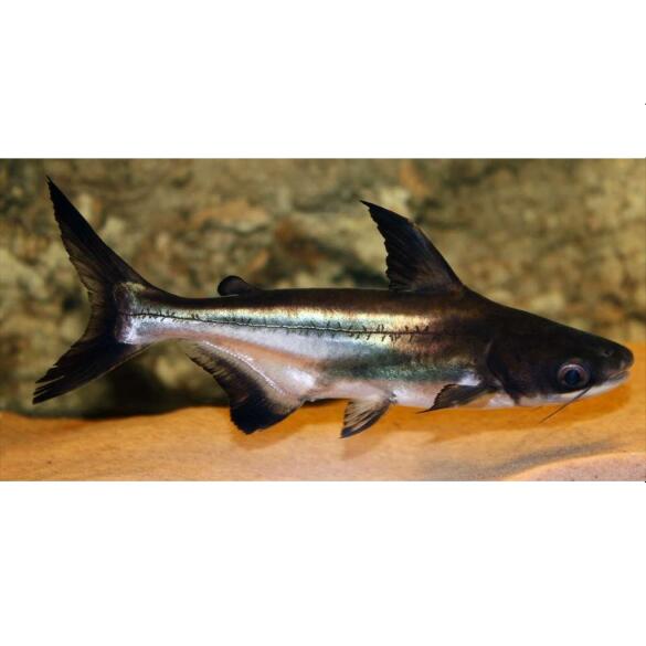 Сом Пангасиус (Pangasionodon hypophthalmus)
