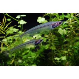 Сом Стеклянный (Kryptopterus bicirrhis Ghost Glass Catfish)  5-6 см