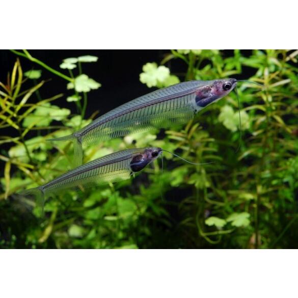 Сом Стеклянный (Kryptopterus bicirrhis Ghost Glass Catfish)  5-6 см