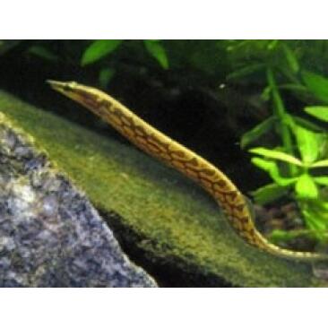 Макрогнатус (Macrognathus)