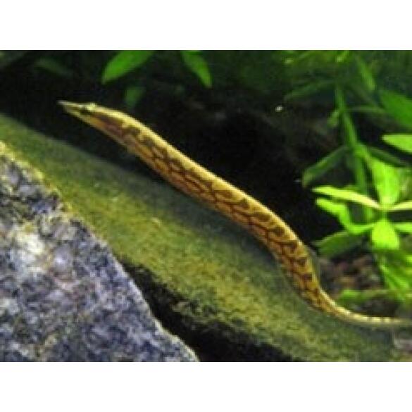 Макрогнатус (Macrognathus)