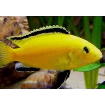 Псевдотрофеус (Pseudotropheus sp.)