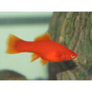 Меченосец (Xiphophorus helleri)