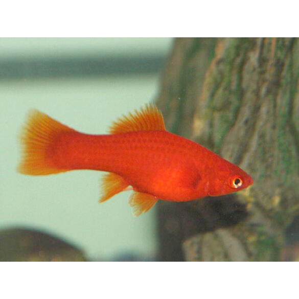 Меченосец (Xiphophorus helleri)