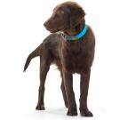 Ошейник HUNTER Collar Convenience 50/M, Бирюзовый