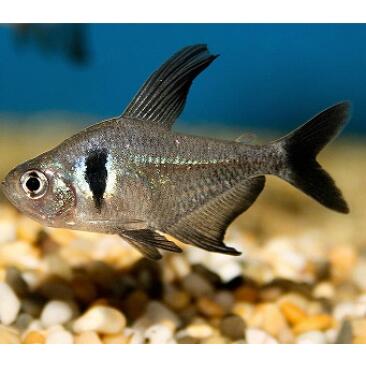 Орнатус (Hyphessobrycon ornatus)