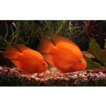 Попугай Красный (Parrot Cichlid) 3-4см