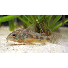 Cом Коридорас Крапчатый (Corydoras) 5см