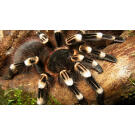 Паук-птицеед - Acanthoscurria geniculata (Самец)