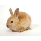 Кролик Декоративный