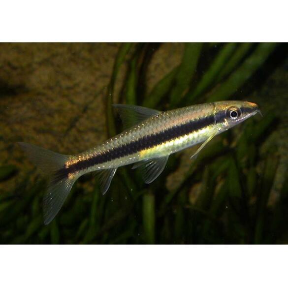 Сиамский Водорослеед (Crossocheilus siamensis)