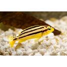 Меланохромис Ауратус (Melanochromis auratus)