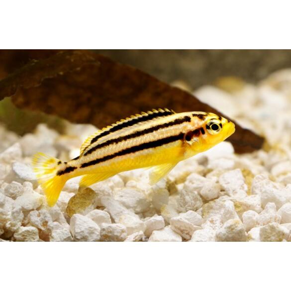 Меланохромис Ауратус (Melanochromis auratus)