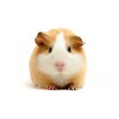 Морская свинка