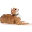 Ошейник HUNTER Collar Cat Signs для кошек, Коричневый