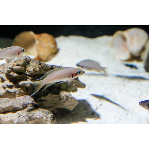 Принцесса Бурунди (Neolamprologus brichardi)