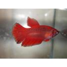 Петушок Самки 2,5-3,5см (Betta)